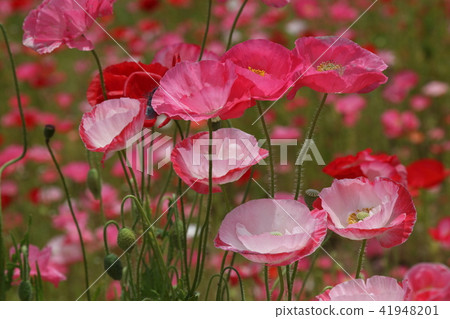 Poppy 41948201
