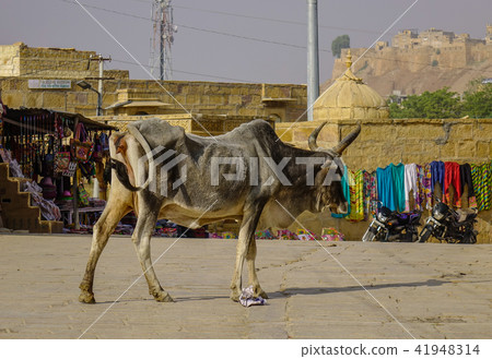 Sacred cows on street Sacred cows on street 41948314