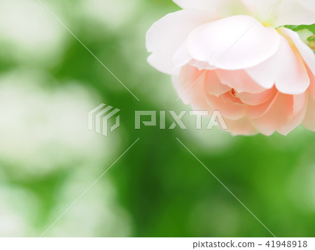 Beautiful Rose Beautiful Rose 41948918