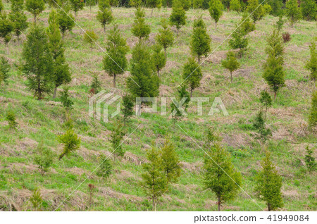 Cedar plantation 41949084