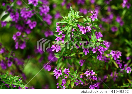 半邊蓮花 半邊蓮花 41949262