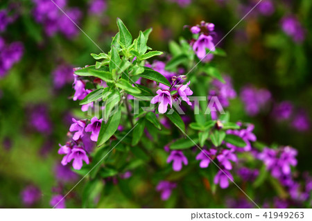 半邊蓮花 半邊蓮花 41949263