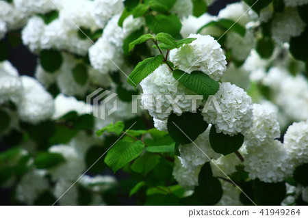 Odemari的花朵 41949264