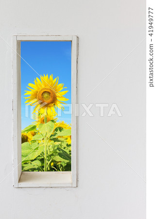 White wall window with sunflower on blue sky view. 41949777