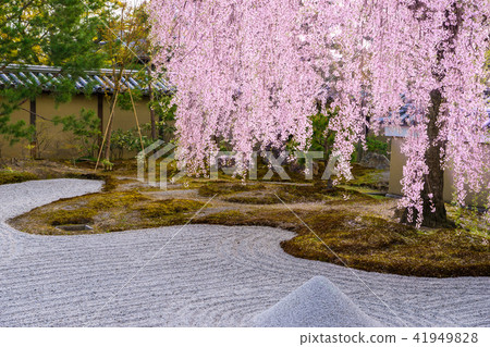 春天的高台寺，前花園的櫻花垂枝（京都市東山區下河原町東山區高大寺） 41949828