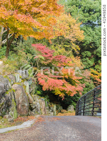 Romantic autumn road in Miyajima, Japan Romantic autumn road in Miyajima, Japan 41949858
