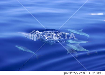 賞海豚 41949896