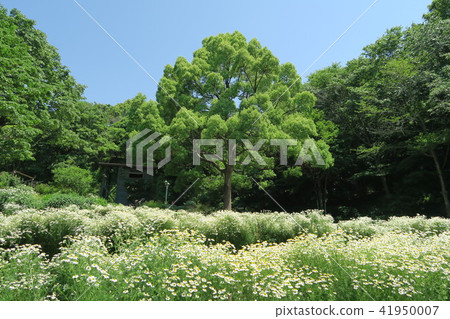 Kobe Haibu Garden ~ Joyous garden ~ Kobe Haibu Garden ~ Joyous garden ~ 41950007