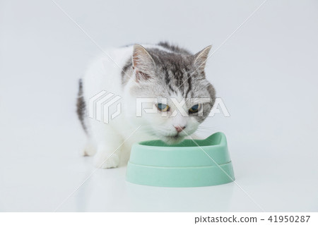餌をたべる 食事中の猫 照片素材 圖片 圖庫