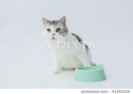 餌をたべる、食事中の猫 41950289