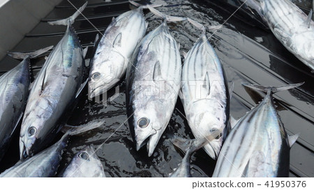油炸鰹魚 41950376