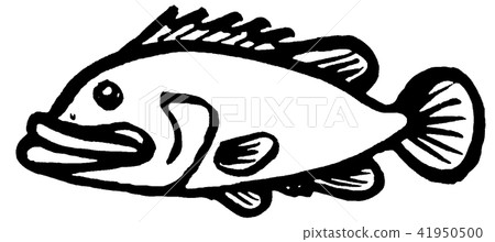 Quam fish illustration Quam fish illustration 41950500