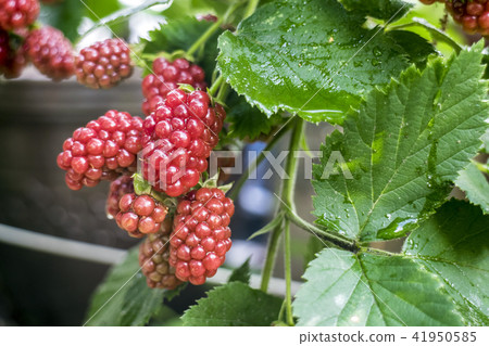 Blackberry  41950585