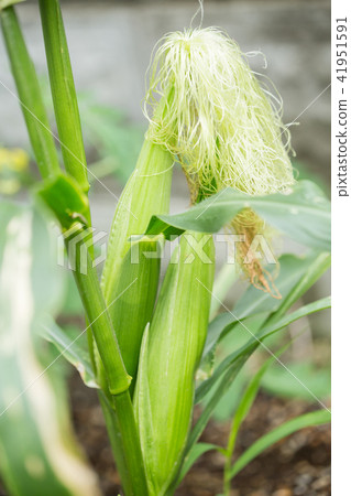 Corn growing in the garden 41951591