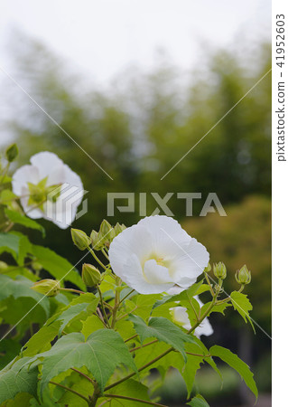 醉酒芙蓉 醉酒芙蓉 41952603