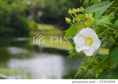 醉酒芙蓉 醉酒芙蓉 41952604