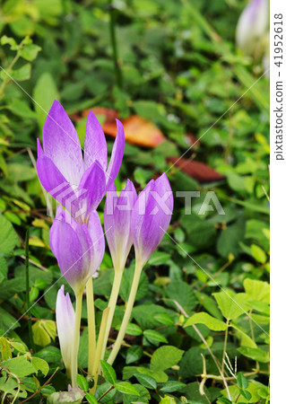 秋水仙 秋水仙 41952618