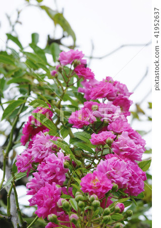 Rose Rose 41952637