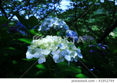 繡球花2844 41952744