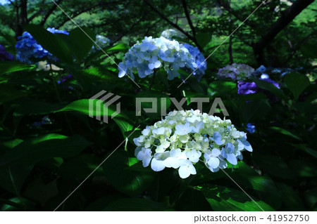 繡球花2850 繡球花2850 41952750