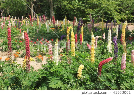 Lupine flowers 41953001