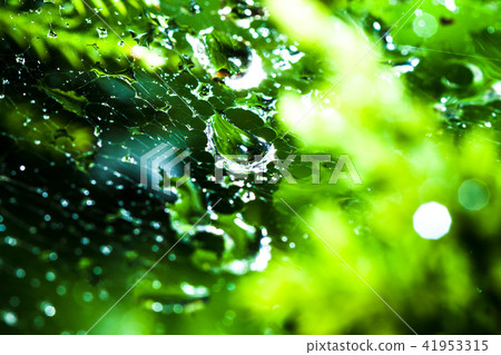 Water droplets Water droplets 41953315