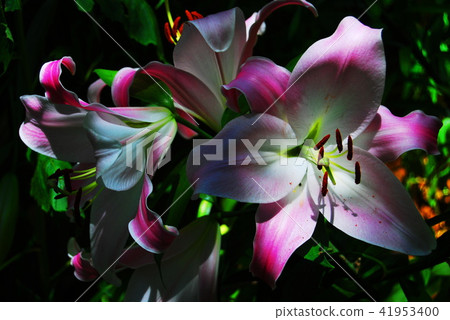 Lily of flowers Lily of flowers 41953400