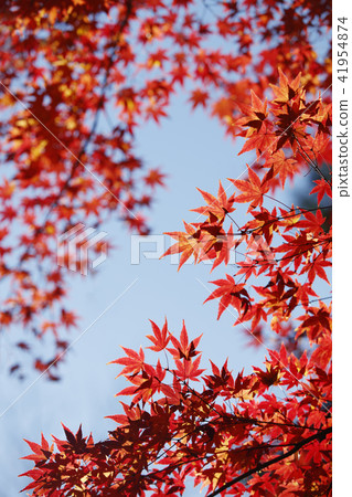 Momiji變成了紅色 Momiji變成了紅色 41954874