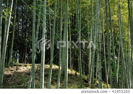  Bamboo grove 41955283