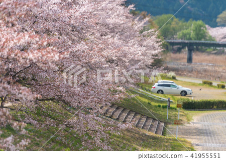 Cherry blossom, Sakura, in full bloom at park Cherry blossom, Sakura, in full bloom at park 41955551