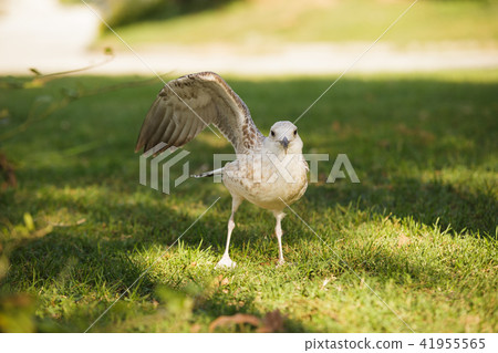 Silver gull in a park 41955565