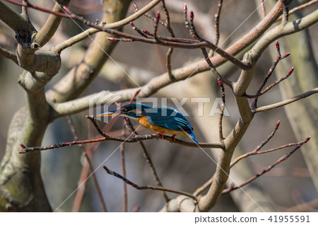 Flying kingfisher 41955591