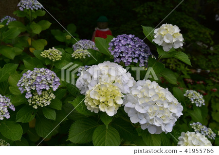 [四國特別20聖地]香川縣中多戶郡萬能町上野寺第17號繡球花和地藏 41955766