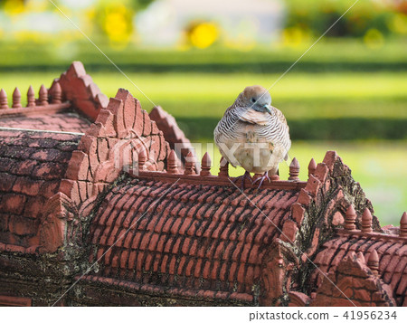 Bird, zebra dove sitting on top of building Bird, zebra dove sitting on top of building 41956234