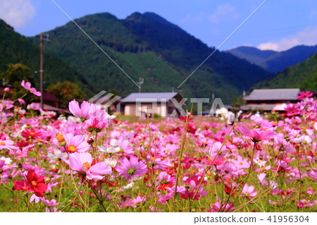 Cosmos field of Himizu town quiet district (Tamba city, Hyogo prefecture) 41956304