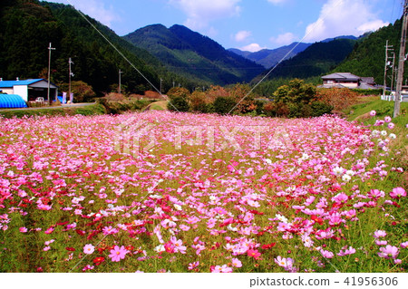 Cosmos field of Himizu town quiet district (Tamba city, Hyogo prefecture) 41956306