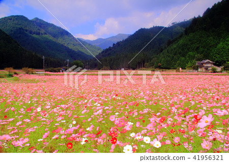 Cosmos field of Himizu town quiet district (Tamba city, Hyogo prefecture) 41956321