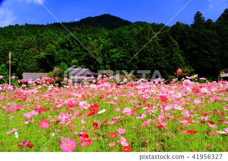 Cosmos field of Himizu town quiet district (Tamba city, Hyogo prefecture) 41956327