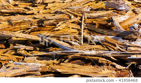 texture of moldering wood log texture of moldering wood log 41956468