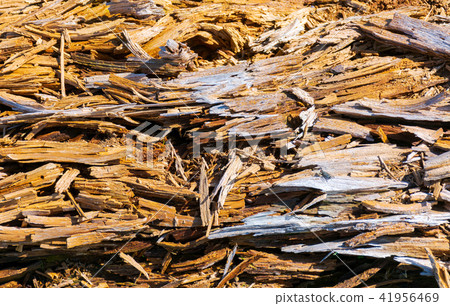 texture of moldering wood log texture of moldering wood log 41956469