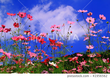 Cosmos field of Himizu town quiet district (Tamba city, Hyogo prefecture) 41956562