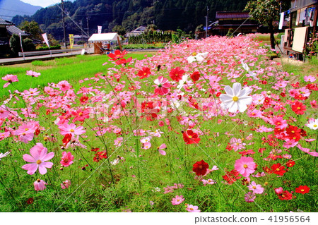 Cosmos field of Himizu town quiet district (Tamba city, Hyogo prefecture) 41956564