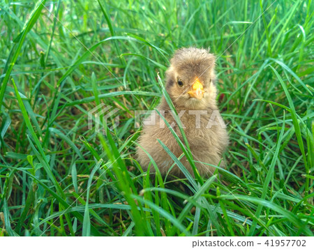 Week old gray chicken on the lawn. Week old gray chicken on the lawn. 41957702