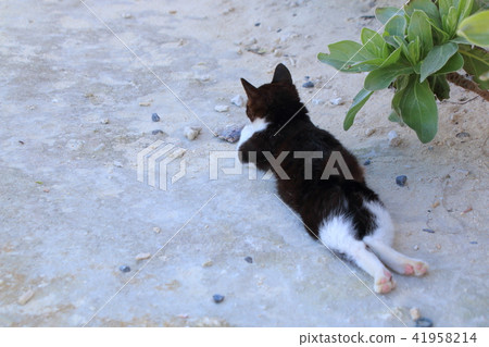 一隻貓,雙腿伸出並放鬆的後視圖 一隻貓,雙腿伸出並放鬆的後視圖 41958214