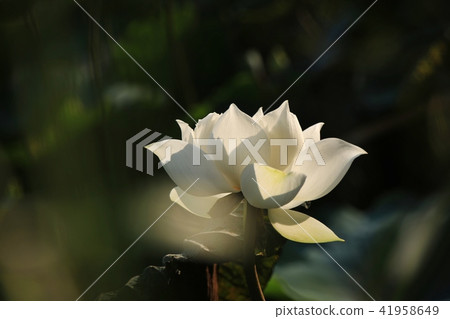 白荷 白荷 41958649