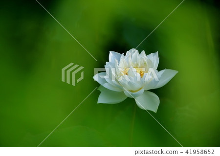 White lotus White lotus 41958652