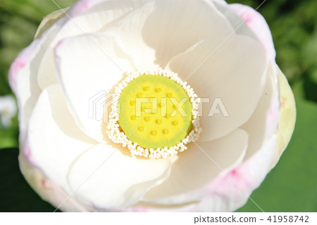 很多伊豆沼 41958742