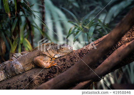 Iguana mimicking on a tree Iguana mimicking on a tree 41958846