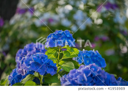 Tamaki Shrine 9237 41958989