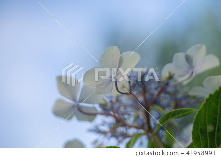 Oshino Shrine 9255 41958991